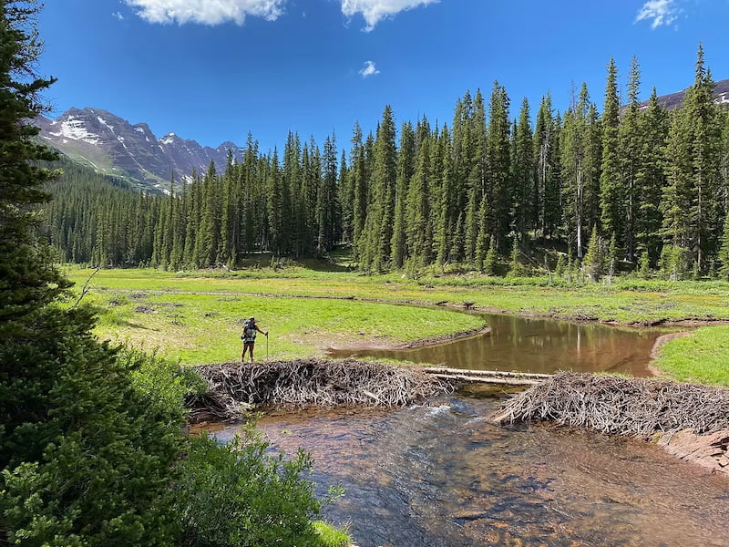 Beaver dam on the river