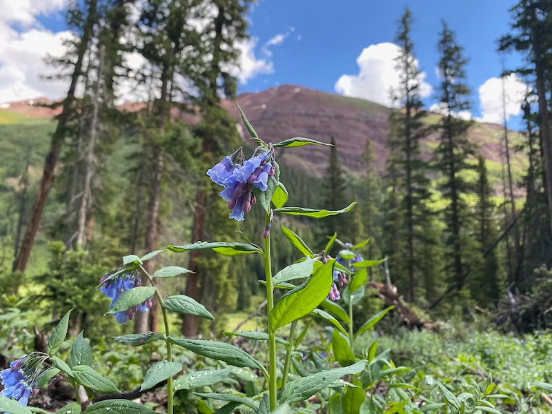 Mountain bluebells