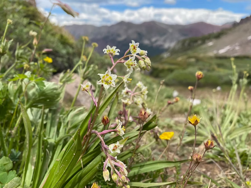 Mountain death camas