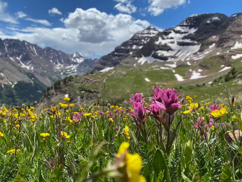 Wildflowers in a meadow in Maroon Bells, Colorado