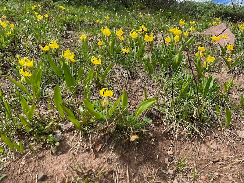 Glacier lilies