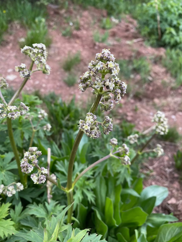 Hairy Valerian