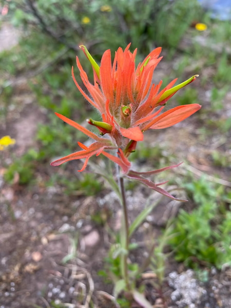 Indian paintbrush on the trail of the Maroon Bells 4 Pass Loop