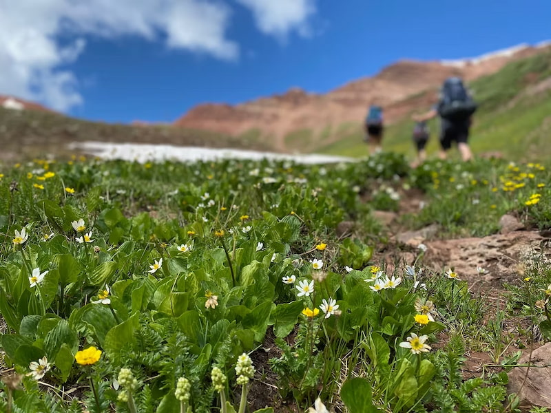 Colonies of white marsh marigolds