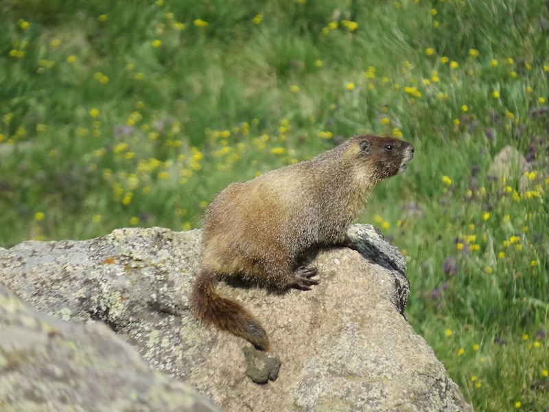 Yellow bellied marmot in the Colorado mountains