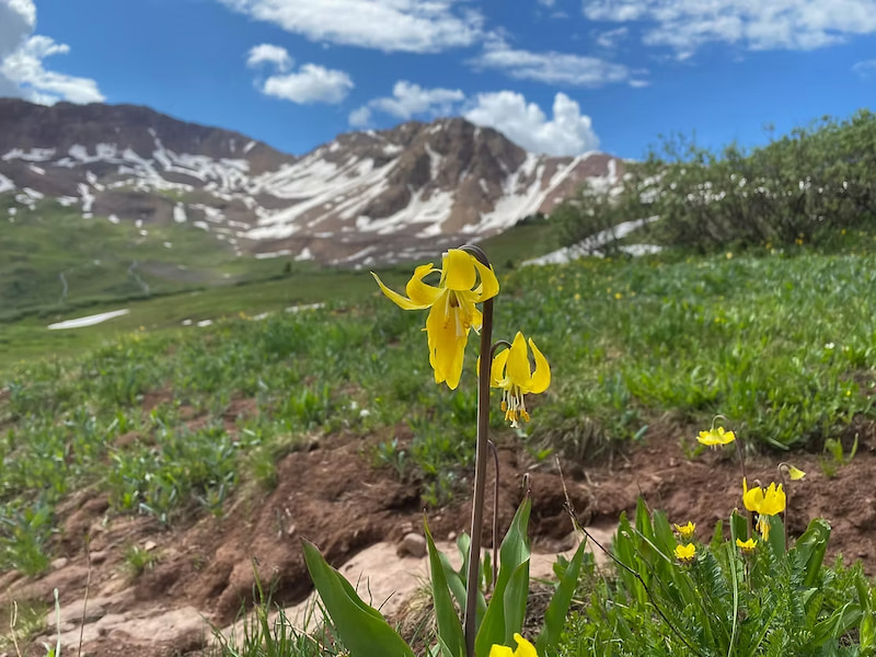 Glacier lily with mountain backdrop