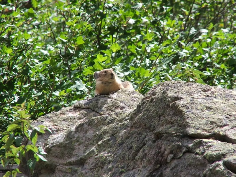 American Pika