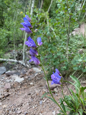 Rocky Mountain Penstemon