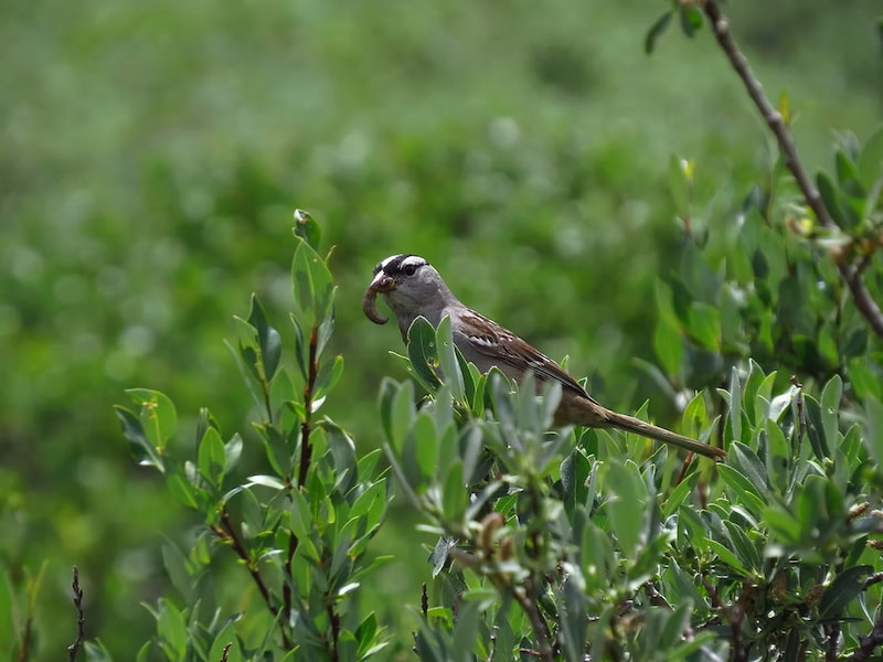 White-crowned sparrow