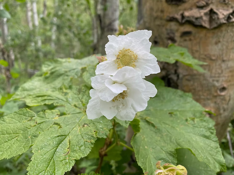 Thimbleberry