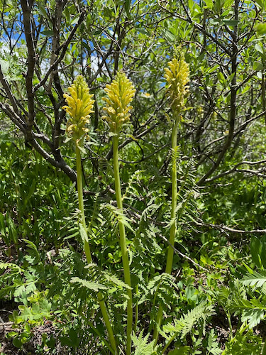 Towering Lousewort
