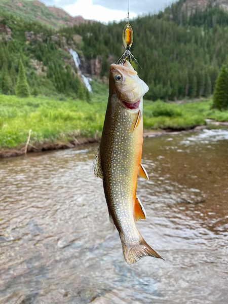Brook Trout caught while fishing