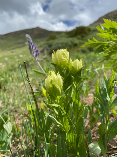 Western Indian Paintbrush
