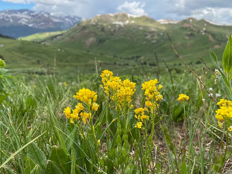 Yellowrocket flowers