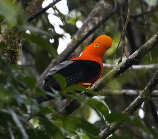 Andean Cock-of-the-Rock seen in the Quijos Valley, Ecuador.