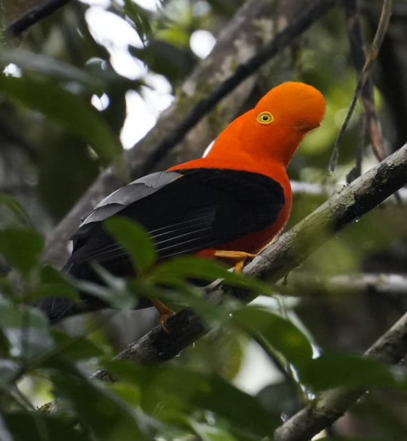 Andean Cock-of-the-Rock near the Rio Quijos Eco Lodge, Ecuador