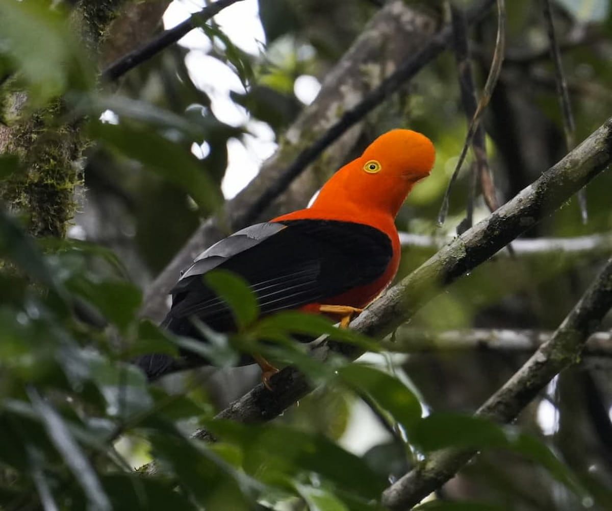 Andean Cock-of-the-Rock in Ecuador