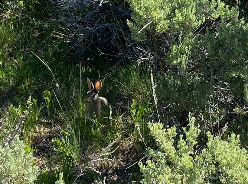 Desert Cottontail in Black Canyon of the Gunnison National Park, Colorado