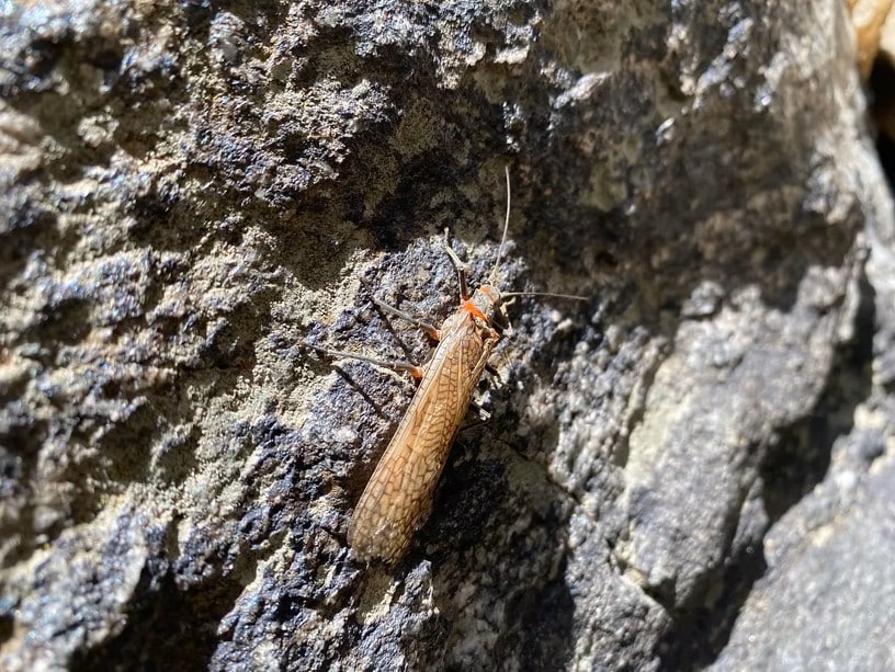 Stoneflies at Black Canyon of the Gunnison National Park, Colorado