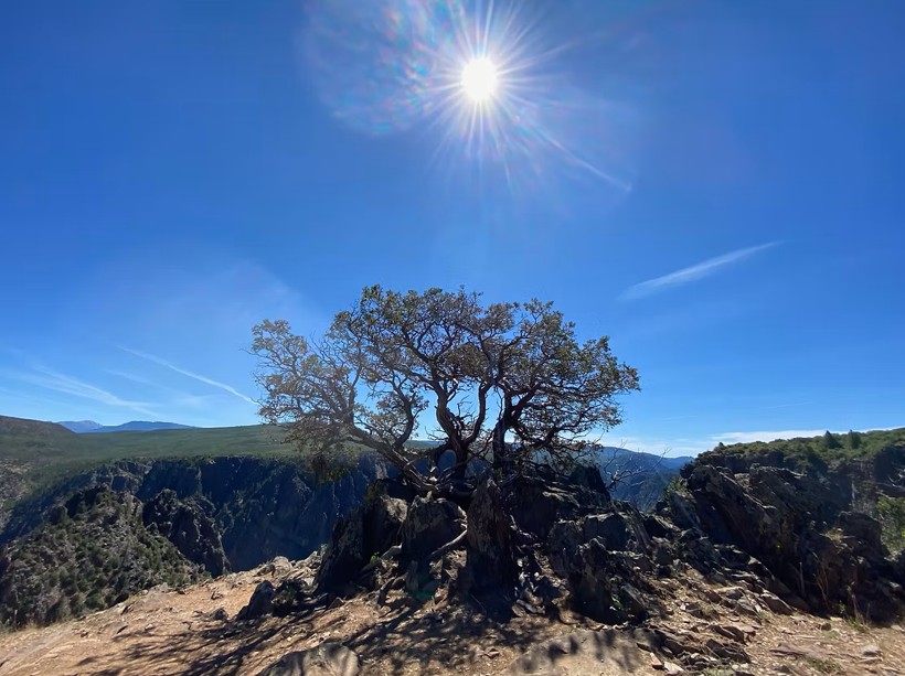 Knarled Utah juniper tree in Black Canyon of the Gunnison National Park, Colorado