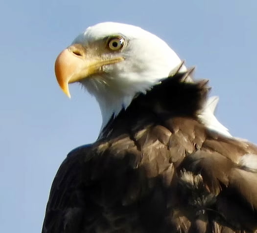 Bald Eagle a glimpse of recovery and conservation