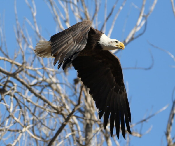 Bald Eagle in flight