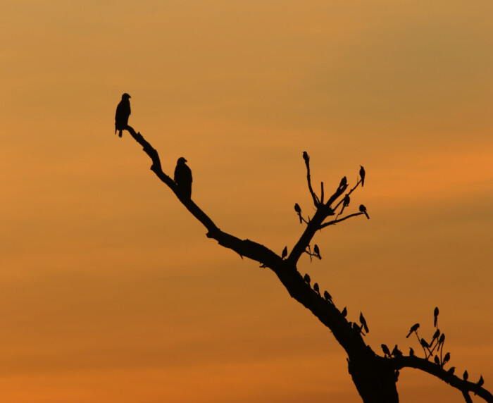 Eagles at sunset in New Mexico