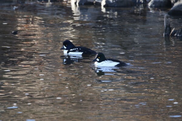 A Barrow's goldeneye with a common goldeneye