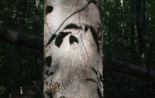 Beechwood tree in the forests during the lumberjack trail to beechwood
