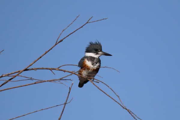 A female belted kingfisher near Denver, Colorado