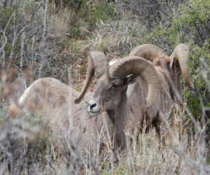 Bighorn Sheep on a Birding Man Tour