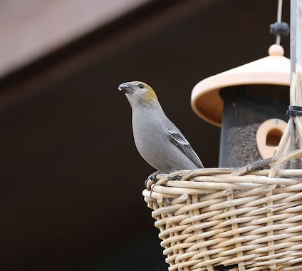 A female/immature Pine Grosbeak visits a basket feeder in the Colorado mountains