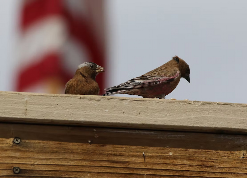 Birds out in the sanctuary in Colorado grasslands