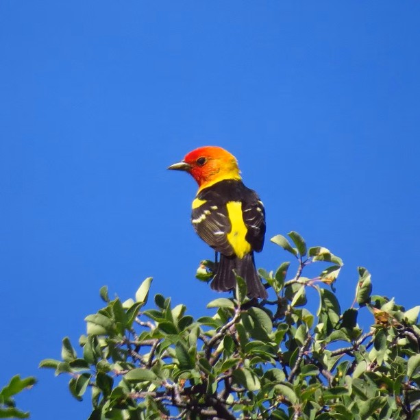 Western Tanager in Black Canyon of the Gunnison, Colorado