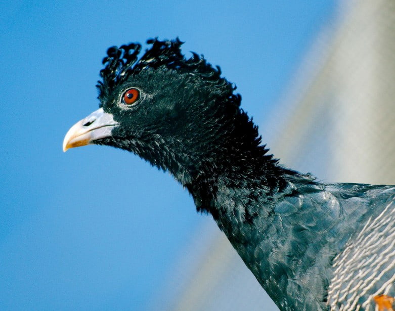 Blue-billed Currassow
