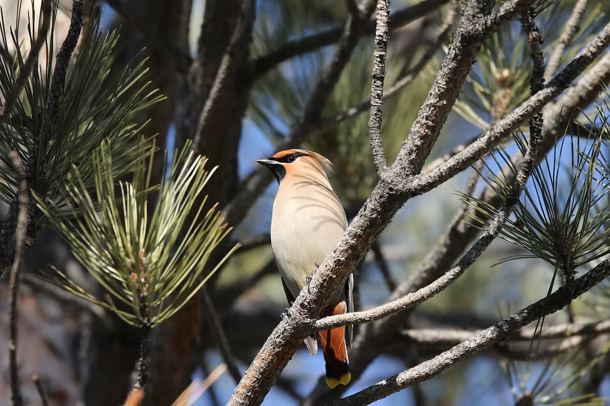 A Bohemian Waxwing seen on a Christmas Bird Count near Denver