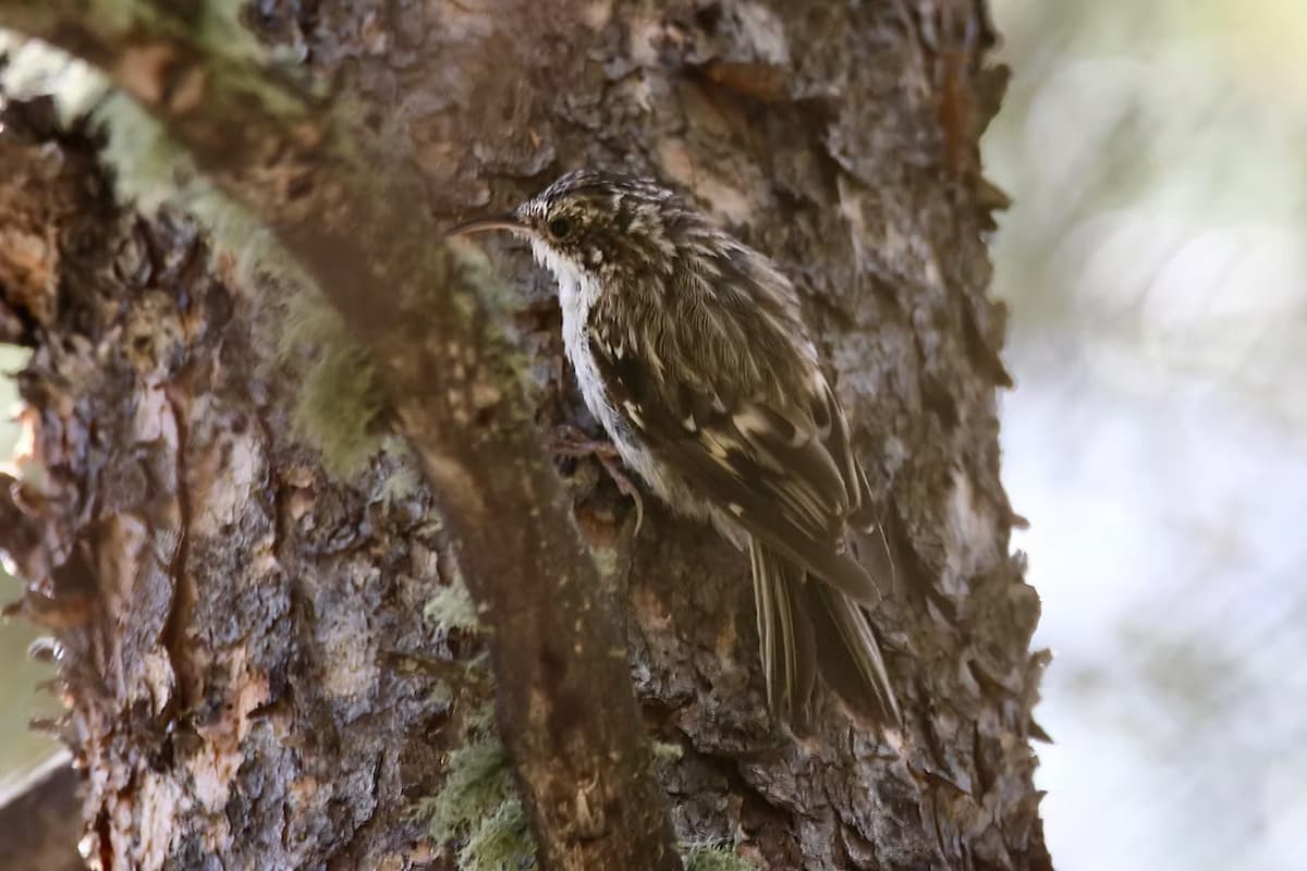 A Brown Creeper seen on a Christmas Bird Count near Denver