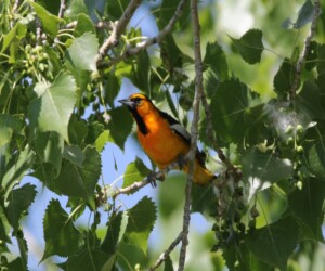 A Bullock's Oriole in a Cottonwood on a Colorado custom birding tour with Birding Man