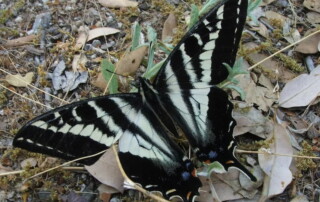 Golden Swallowtail Butterfly Poetry