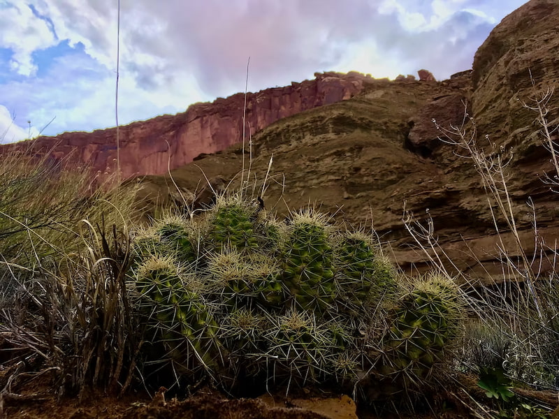 Claret cup cactus in the desert