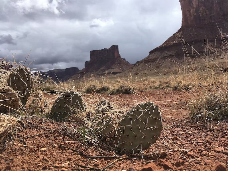 Plains prickly pears in the desert