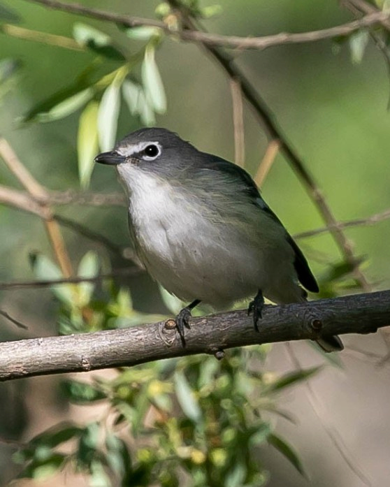 A Cassin's Vireo seen near Lamar, Colorado
