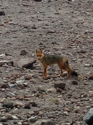 South American Gray Fox at Cayambe basecamp