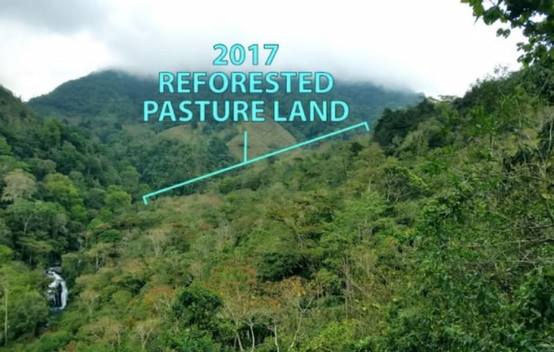 Conservation efforts after restoration in Cloudbridge Nature Reserve