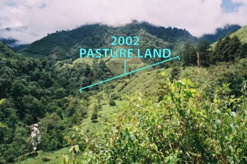 Conservation efforts before restoration in Cloudbridge Nature Reserve