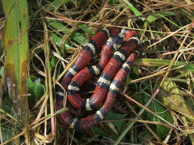 South American Milksnake