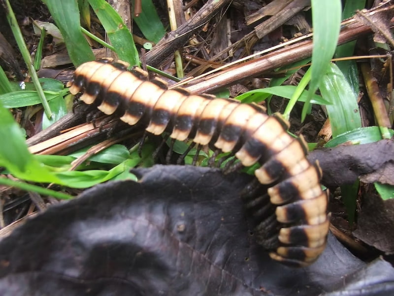 Python millipedes