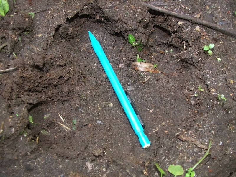 Tapir footprint in the mud