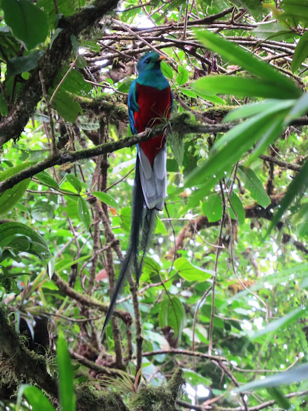 The beautiful queztal bird