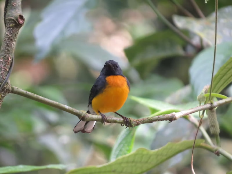 Slate throated redstart